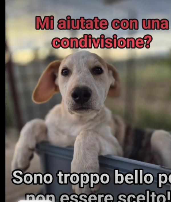 7cuccioli 3mesi e 1/2 buttati via come rifiuti.CATANIA Foto 3